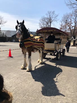 ノーザンホースパークに投稿された画像（2021/3/27）