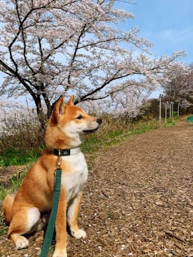 わんダフルネイチャーヴィレッジに投稿された画像（2021/3/27）