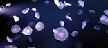 すみだ水族館に投稿された画像（2021/3/27）