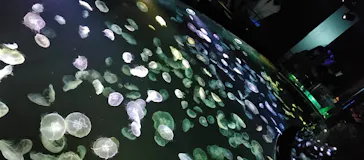 すみだ水族館に投稿された画像（2021/3/27）