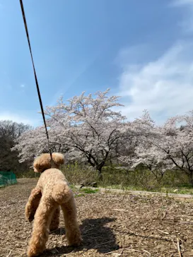 わんダフルネイチャーヴィレッジに投稿された画像（2021/3/27）