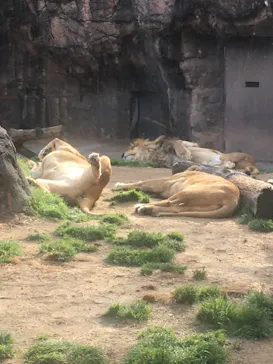 天王寺動物園に投稿された画像（2021/3/27）