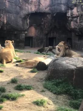 天王寺動物園に投稿された画像（2021/3/27）