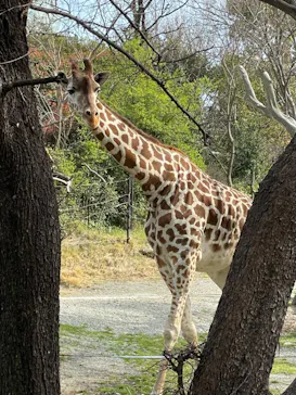 天王寺動物園に投稿された画像（2021/3/27）