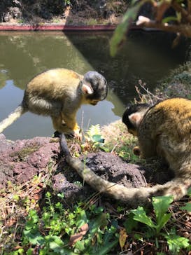 伊豆シャボテン動物公園に投稿された画像（2021/3/27）