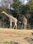 天王寺動物園に投稿された画像（2021/3/27）
