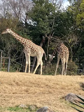 天王寺動物園に投稿された画像（2021/3/27）