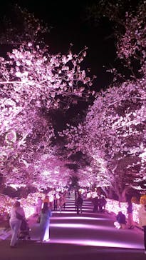 よみうりランド 遊園地に投稿された画像（2021/3/27）