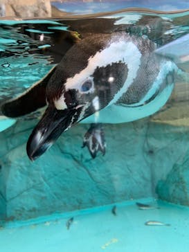 しながわ水族館に投稿された画像（2021/3/27）