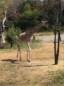天王寺動物園に投稿された画像（2021/3/27）