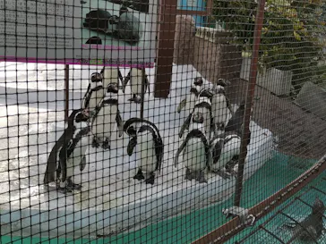 天王寺動物園に投稿された画像（2021/3/27）
