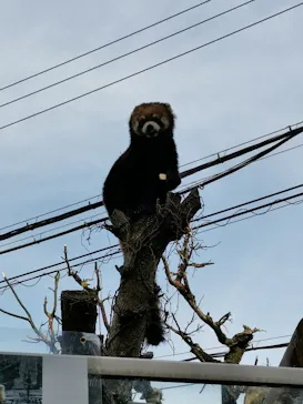 天王寺動物園に投稿された画像（2021/3/27）