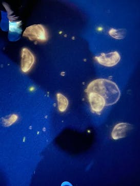 アクアワールド茨城県大洗水族館に投稿された画像（2021/3/27）