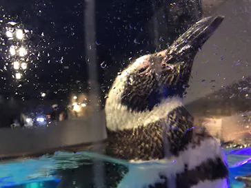 すみだ水族館に投稿された画像（2021/3/27）