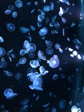 すみだ水族館に投稿された画像（2021/3/27）