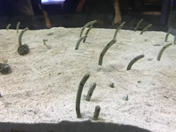 すみだ水族館に投稿された画像（2021/3/27）