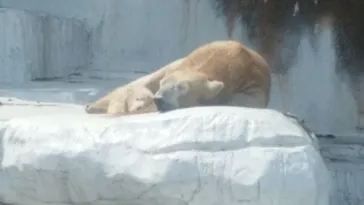 天王寺動物園に投稿された画像（2021/3/27）