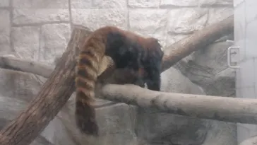 天王寺動物園に投稿された画像（2021/3/27）