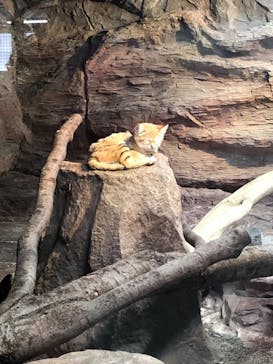 那須どうぶつ王国に投稿された画像（2021/3/27）