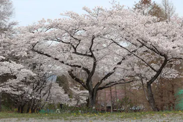 わんダフルネイチャーヴィレッジに投稿された画像（2021/3/27）