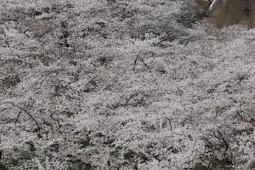 わんダフルネイチャーヴィレッジに投稿された画像（2021/3/27）