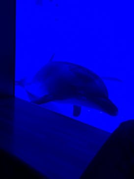 アクアワールド茨城県大洗水族館に投稿された画像（2021/3/27）