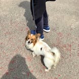 IPCわんわん動物園に投稿された画像（2021/3/27）