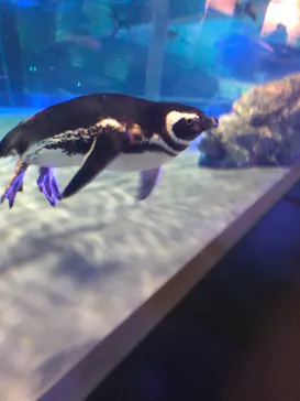 すみだ水族館に投稿された画像（2021/3/27）