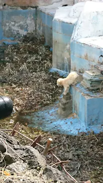 天王寺動物園に投稿された画像（2021/3/27）