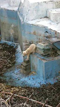 天王寺動物園に投稿された画像（2021/3/27）