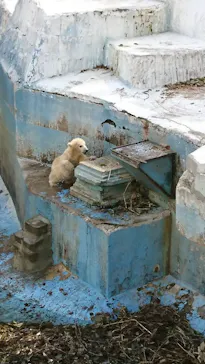 天王寺動物園に投稿された画像（2021/3/27）