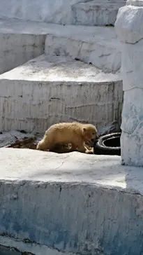 天王寺動物園に投稿された画像（2021/3/27）