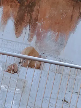 天王寺動物園に投稿された画像（2021/3/27）