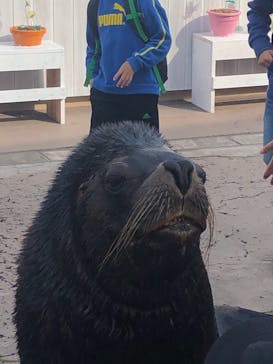 横浜・八景島シーパラダイスに投稿された画像（2021/3/27）