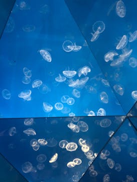 横浜・八景島シーパラダイスに投稿された画像（2021/3/27）