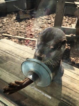 横浜・八景島シーパラダイスに投稿された画像（2021/3/27）