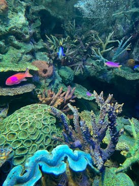 サンシャイン水族館に投稿された画像（2021/3/27）