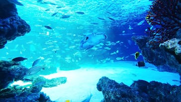 サンシャイン水族館に投稿された画像（2021/3/27）