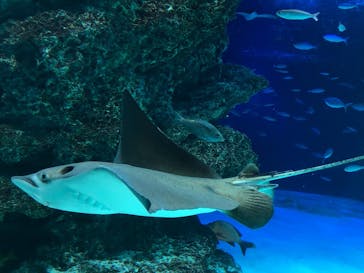 サンシャイン水族館に投稿された画像（2021/3/27）
