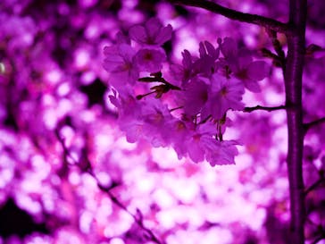 二条城×ネイキッド 二条城夏まつり2021に投稿された画像（2021/3/27）