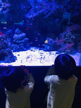 マクセル アクアパーク品川に投稿された画像（2021/3/27）