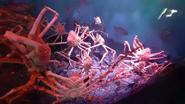 横浜・八景島シーパラダイスに投稿された画像（2021/3/27）