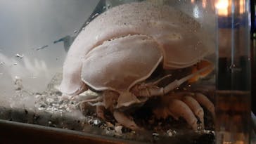 横浜・八景島シーパラダイスに投稿された画像（2021/3/27）