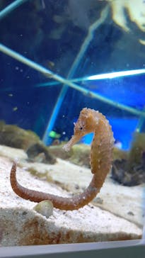 横浜・八景島シーパラダイスに投稿された画像（2021/3/27）