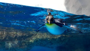 横浜・八景島シーパラダイスに投稿された画像（2021/3/27）