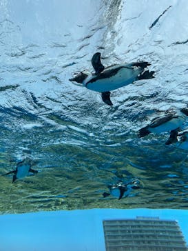 サンシャイン水族館に投稿された画像（2021/3/27）