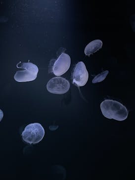 サンシャイン水族館に投稿された画像（2021/3/27）