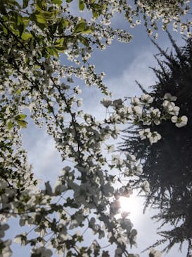 ひらかたパークに投稿された画像（2021/3/28）