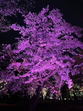 二条城×ネイキッド 二条城夏まつり2021に投稿された画像（2021/3/28）