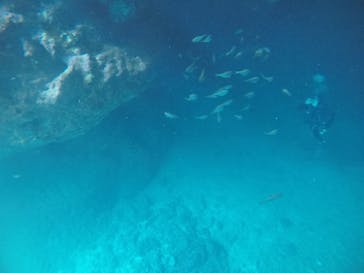 武藤潜水に投稿された画像（2021/3/28）